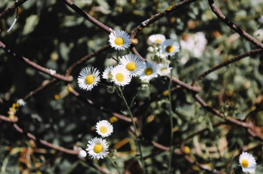 organic growth through links