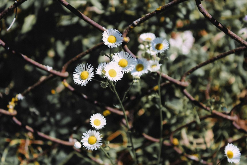 organic growth through links